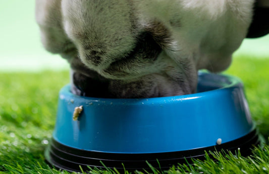 Is a limited ingredient diet good for dogs?